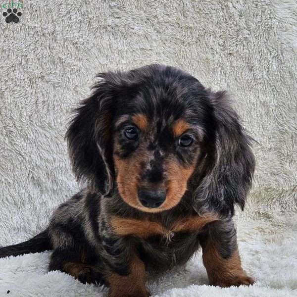 Benji, Dachshund Puppy